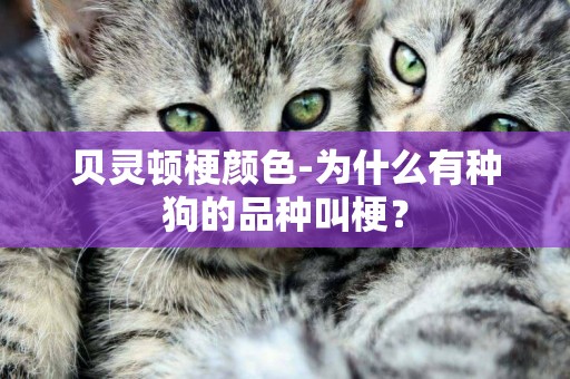 貝靈頓梗顏色-為什么有種狗的品種叫梗？