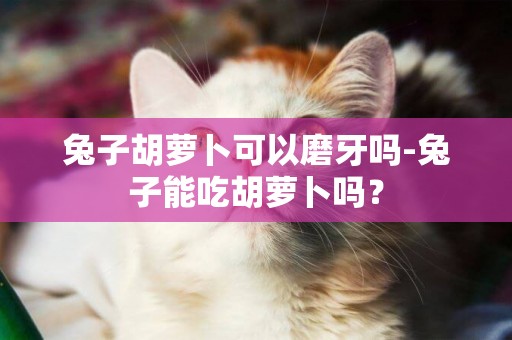 兔子胡蘿卜可以磨牙嗎-兔子能吃胡蘿卜嗎？