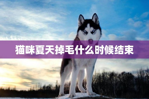 貓咪夏天掉毛什么時候結束