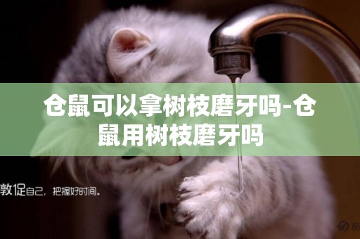 倉鼠可以拿樹枝磨牙嗎-倉鼠用樹枝磨牙嗎