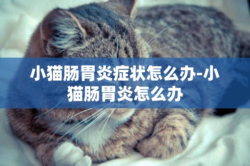 小貓腸胃炎癥狀怎么辦-小貓腸胃炎怎么辦