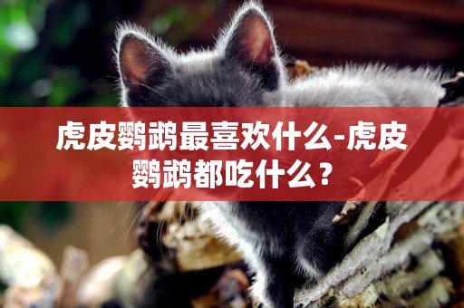 虎皮鸚鵡最喜歡什么-虎皮鸚鵡都吃什么？