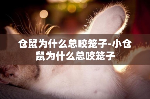 倉鼠為什么總咬籠子-小倉鼠為什么總咬籠子