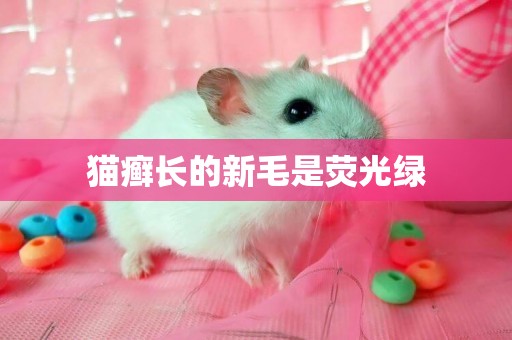 貓癬長的新毛是熒光綠