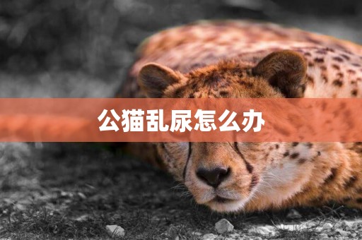 公貓亂尿怎么辦