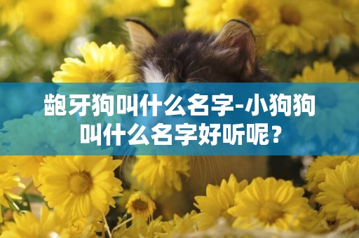 齙牙狗叫什么名字-小狗狗叫什么名字好聽呢？
