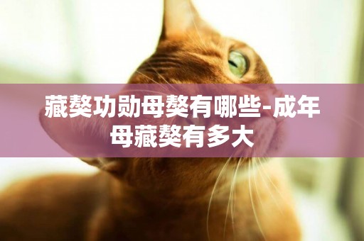 藏獒功勛母獒有哪些-成年母藏獒有多大