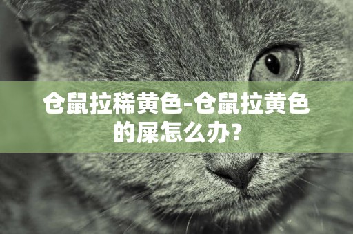 倉鼠拉稀黃色-倉鼠拉黃色的屎怎么辦？