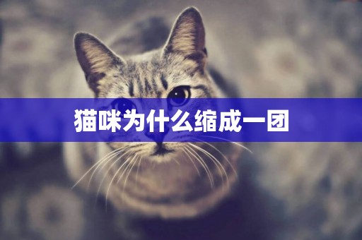 貓咪為什么縮成一團