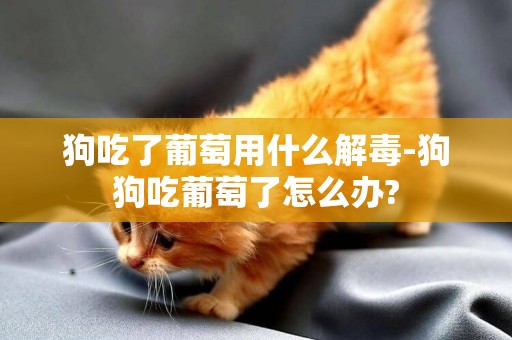 狗吃了葡萄用什么解毒-狗狗吃葡萄了怎么辦?