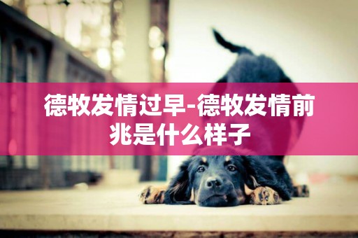 德牧發情過早-德牧發情前兆是什么樣子