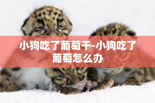 小狗吃了葡萄干-小狗吃了葡萄怎么辦