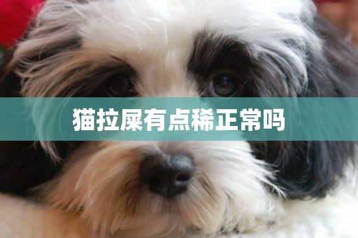 貓拉屎有點稀正常嗎
