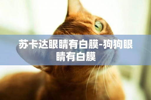 蘇卡達眼睛有白膜-狗狗眼睛有白膜