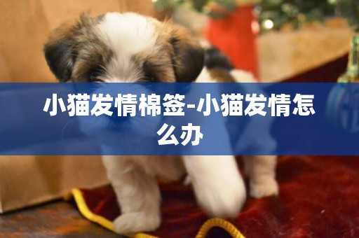 小貓發情棉簽-小貓發情怎么辦