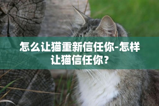 怎么讓貓重新信任你-怎樣讓貓信任你？