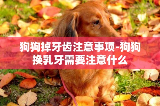 狗狗掉牙齒注意事項-狗狗換乳牙需要注意什么