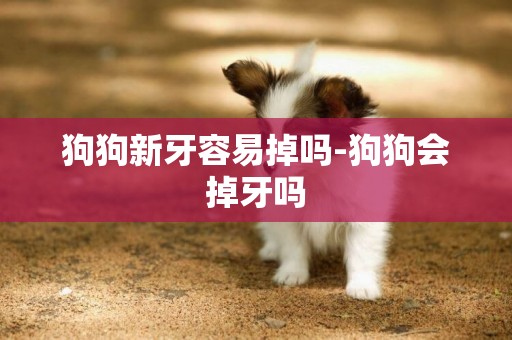 狗狗新牙容易掉嗎-狗狗會掉牙嗎