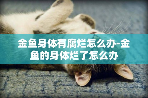 金魚身體有腐爛怎么辦-金魚的身體爛了怎么辦