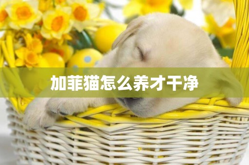 加菲貓怎么養才干凈