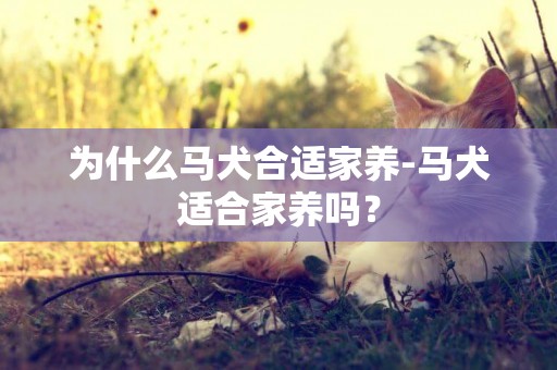 為什么馬犬合適家養-馬犬適合家養嗎？