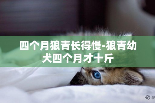四個月狼青長得慢-狼青幼犬四個月才十斤