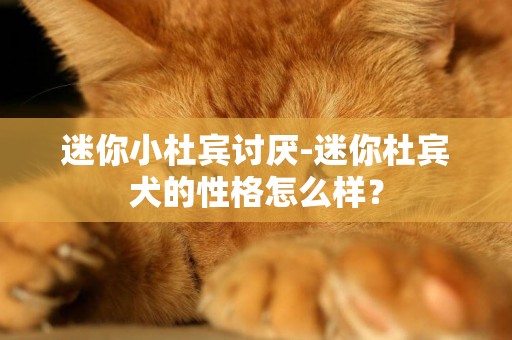 迷你小杜賓討厭-迷你杜賓犬的性格怎么樣？