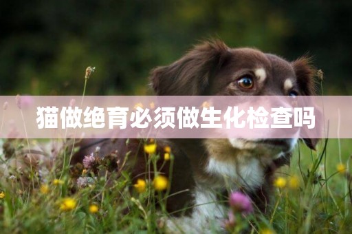 貓做絕育必須做生化檢查嗎
