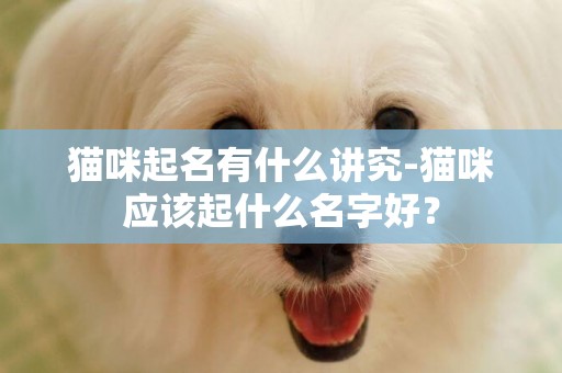 貓咪起名有什么講究-貓咪應該起什么名字好？