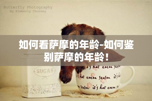 如何看薩摩的年齡-如何鑒別薩摩的年齡！