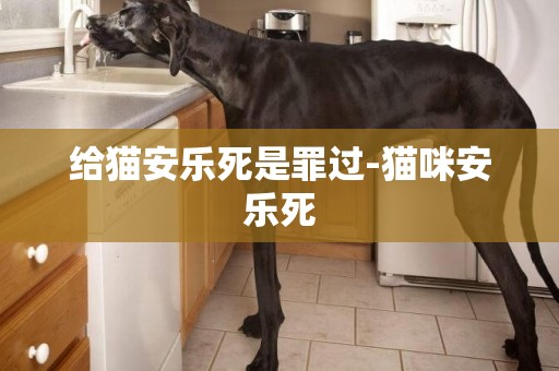 給貓安樂死是罪過-貓咪安樂死