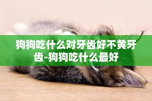 狗狗吃什么對牙齒好不黃牙齒-狗狗吃什么最好