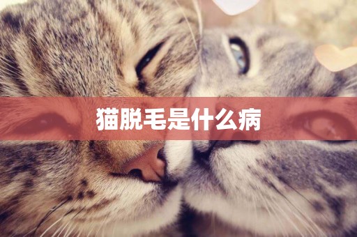 貓脫毛是什么病