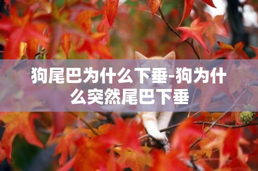 狗尾巴為什么下垂-狗為什么突然尾巴下垂