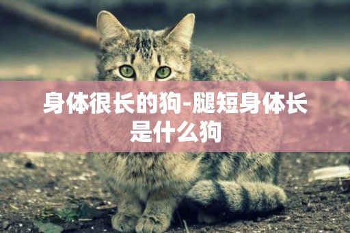 身體很長的狗-腿短身體長是什么狗