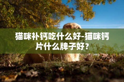貓咪補鈣吃什么好-貓咪鈣片什么牌子好？