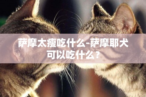 薩摩太瘦吃什么-薩摩耶犬可以吃什么？