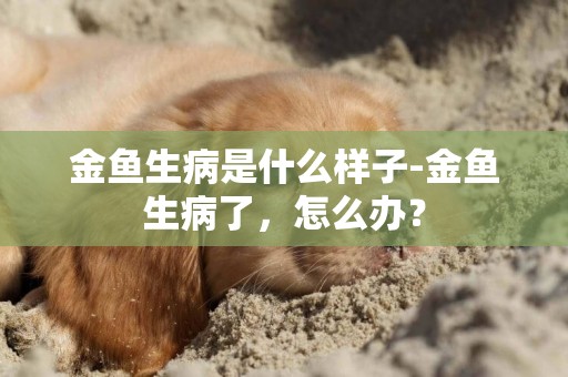 金魚生病是什么樣子-金魚生病了，怎么辦？