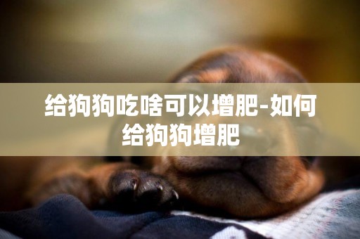 給狗狗吃啥可以增肥-如何給狗狗增肥
