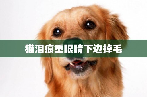 貓淚痕重眼睛下邊掉毛