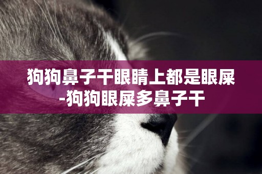 狗狗鼻子干眼睛上都是眼屎-狗狗眼屎多鼻子干