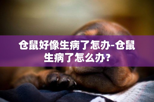 倉鼠好像生病了怎辦-倉鼠生病了怎么辦？
