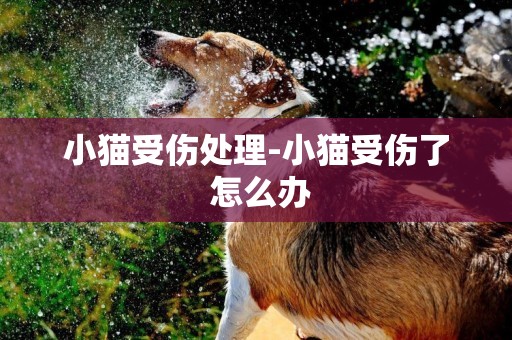 小貓受傷處理-小貓受傷了 怎么辦