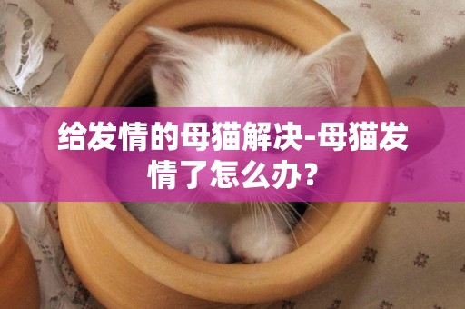 給發情的母貓解決-母貓發情了怎么辦？