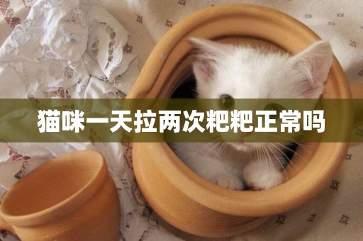 貓咪一天拉兩次粑粑正常嗎