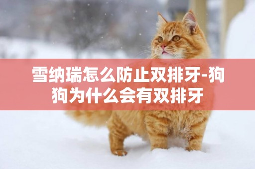 雪納瑞怎么防止雙排牙-狗狗為什么會有雙排牙