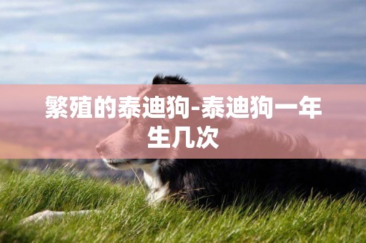 繁殖的泰迪狗-泰迪狗一年生幾次