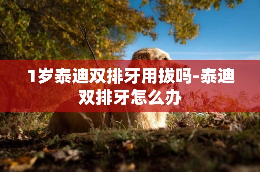 1歲泰迪雙排牙用拔嗎-泰迪雙排牙怎么辦