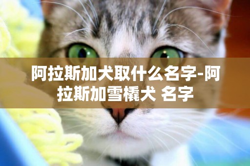 阿拉斯加犬取什么名字-阿拉斯加雪橇犬 名字