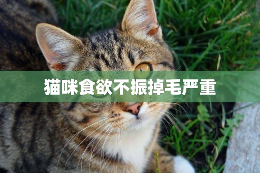 貓咪食欲不振掉毛嚴重